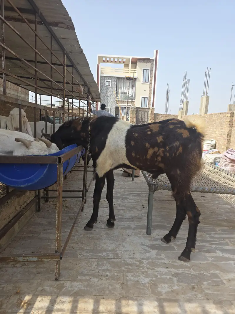 best breeder bakra — photo 5