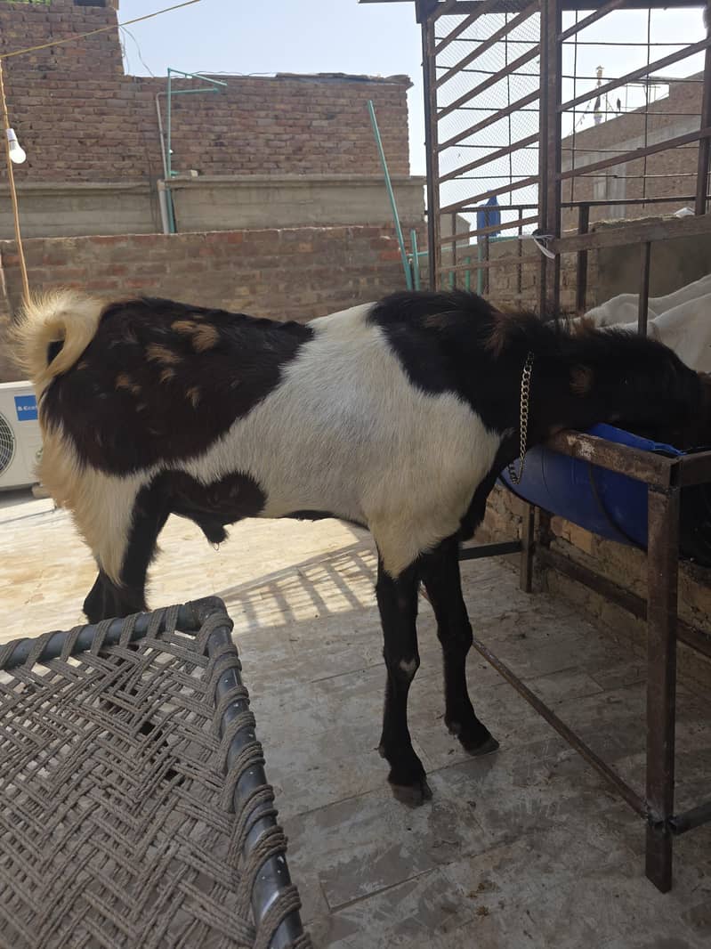 best breeder bakra 5