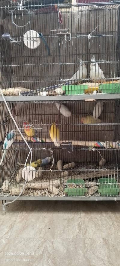 breading cocktail and breading lovebirds pair