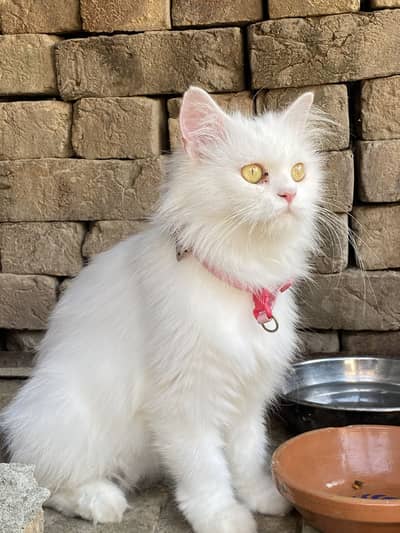 Golden eyes