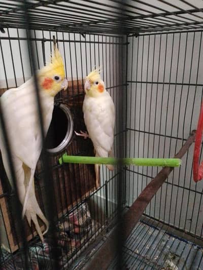 breeder pair cream cocktail male female confirm hai