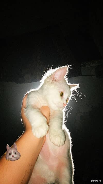 male kitten for sale