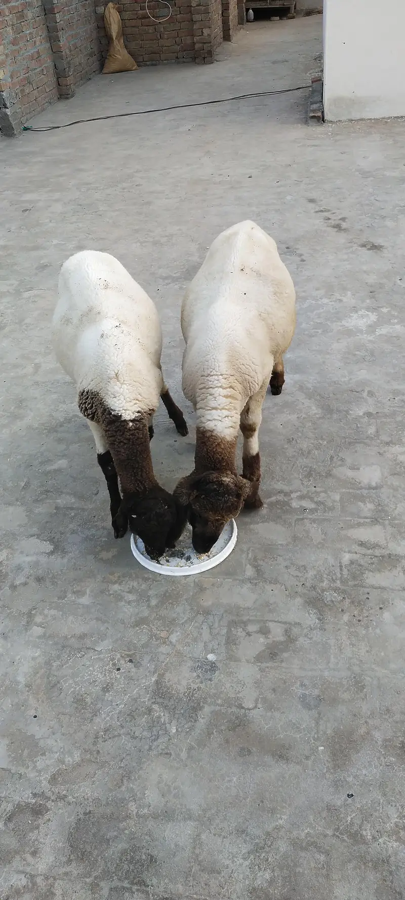 for sale bahawalpur — photo 2