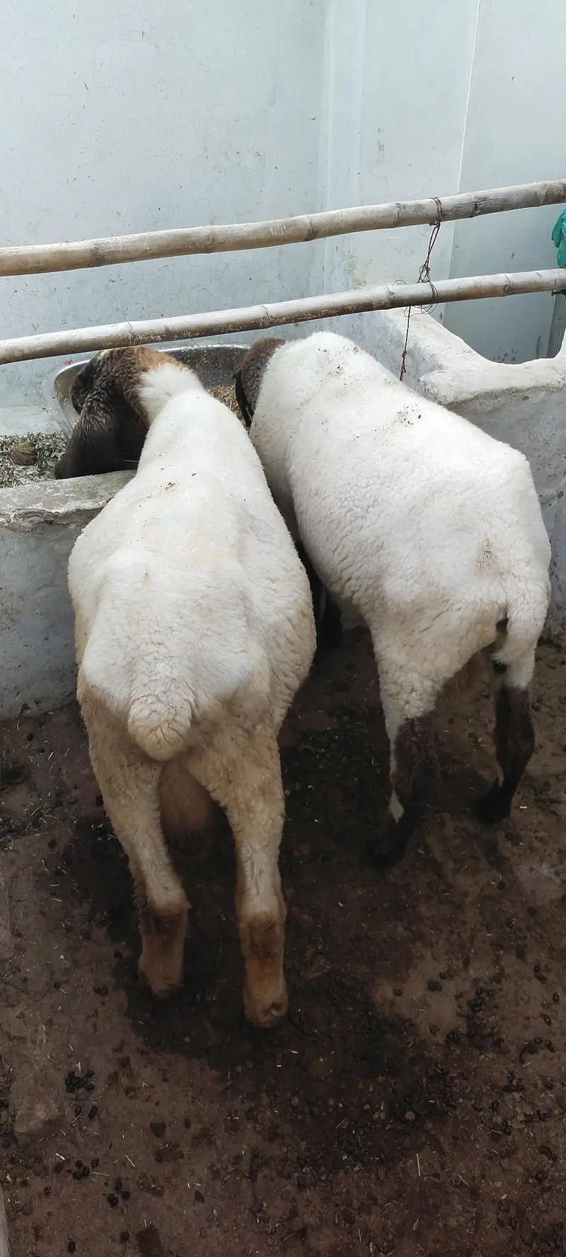 for sale bahawalpur — photo 3