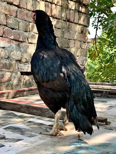 Mushki female