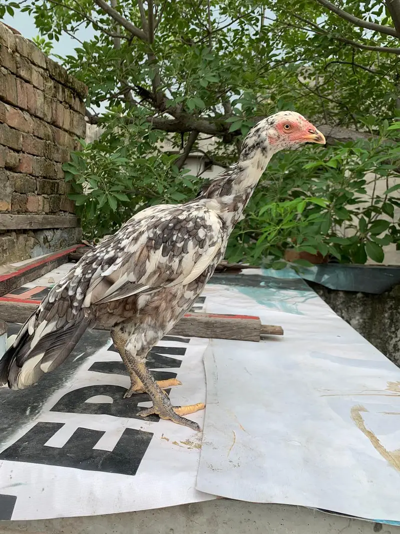 Mushki female — photo 2