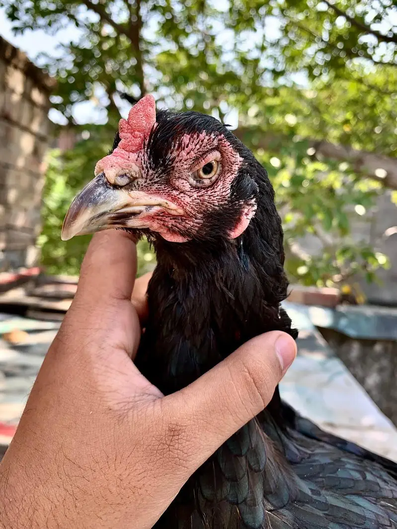 Mushki female — photo 3