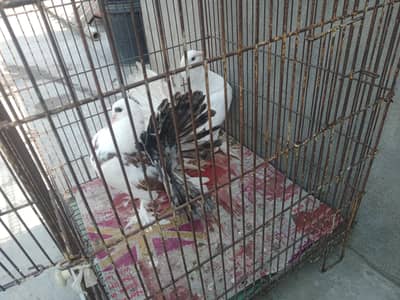 fantail pair black saddle pair for sale