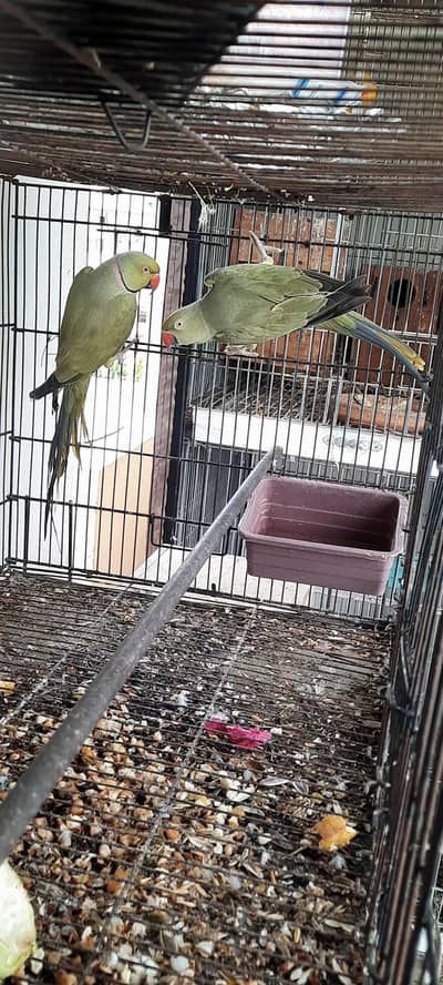 Olive Ringneck  Breeder Pair