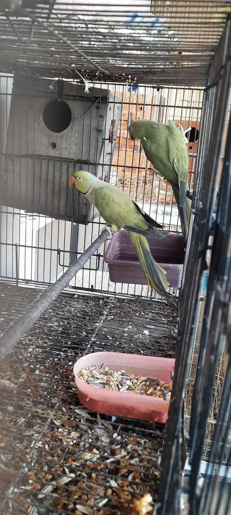 Olive Ringneck  Breeder Pair 1