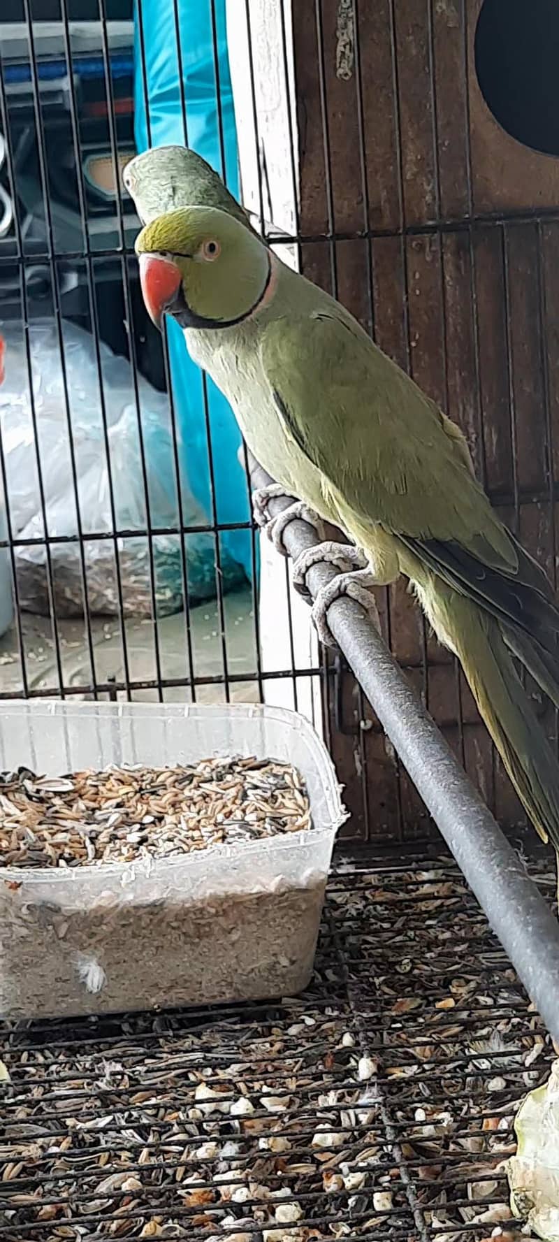 Olive Ringneck  Breeder Pair 2