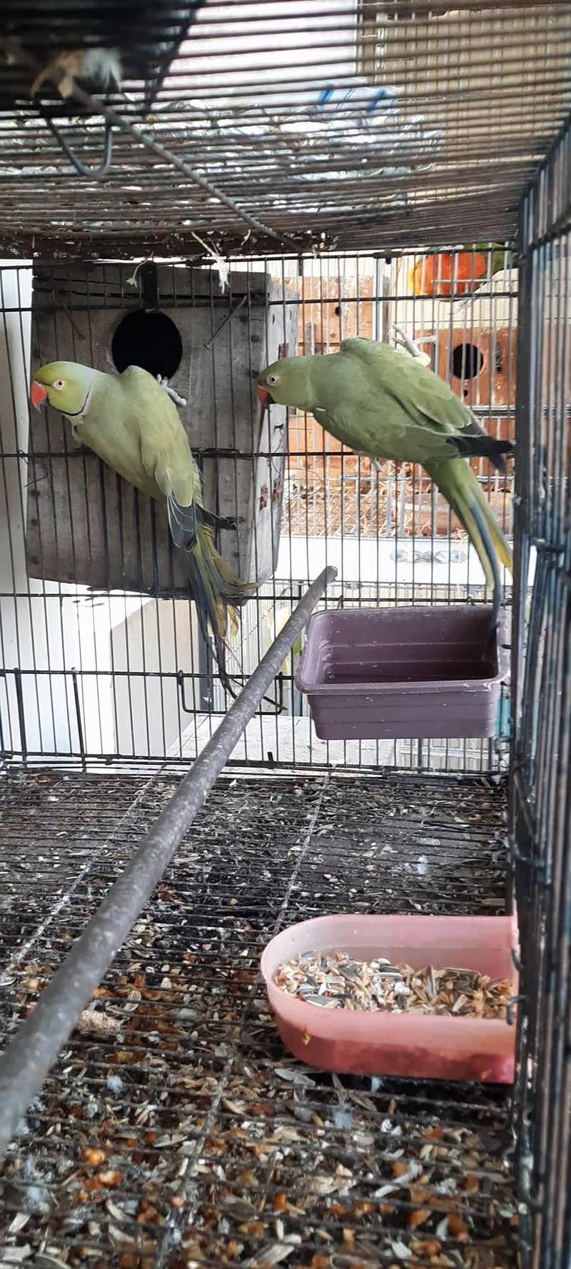 Olive Ringneck  Breeder Pair 3