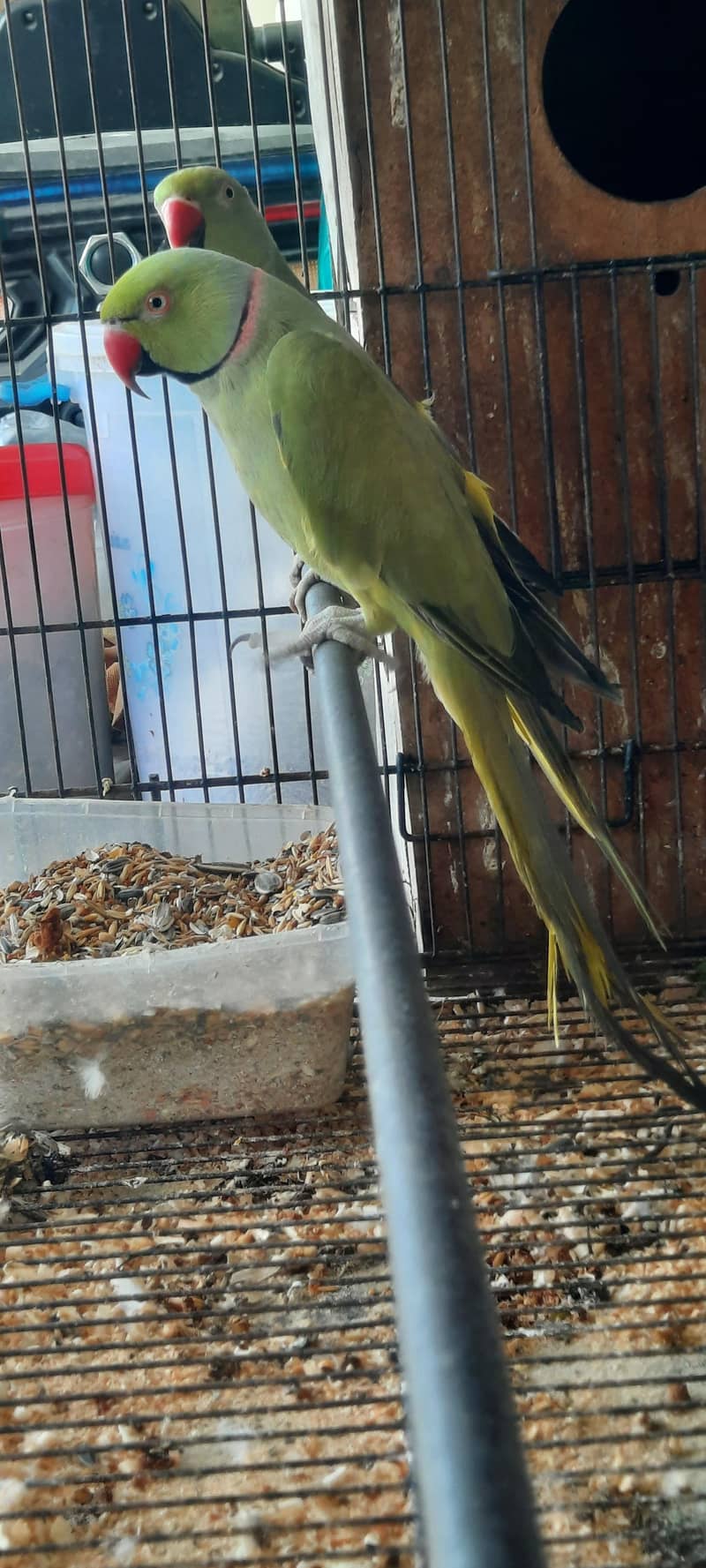 Olive Ringneck  Breeder Pair 4