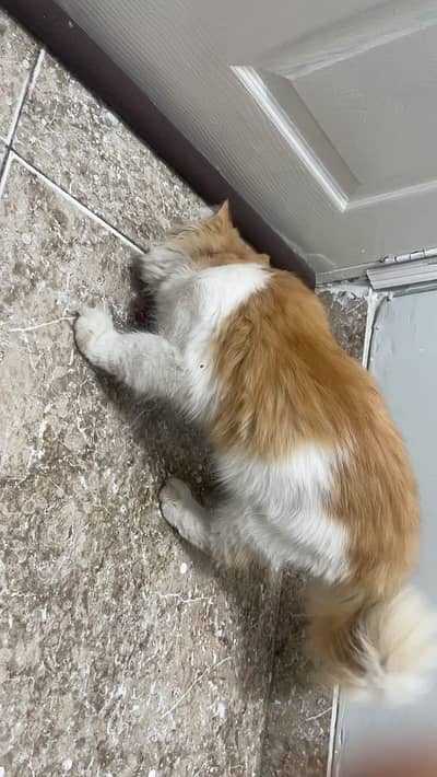 Beautiful, fluffy and well-maintained Persian cat available for sale.