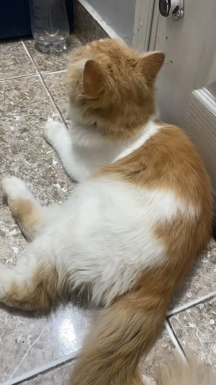 Beautiful, fluffy and well-maintained Persian cat available for sale. — photo 2
