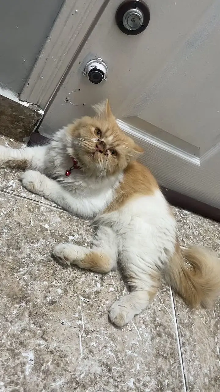 Beautiful, fluffy and well-maintained Persian cat available for sale. — photo 3