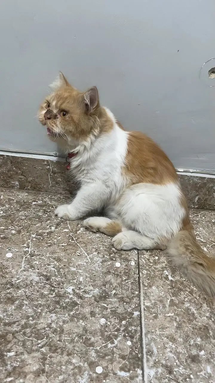 Beautiful, fluffy and well-maintained Persian cat available for sale. — photo 4
