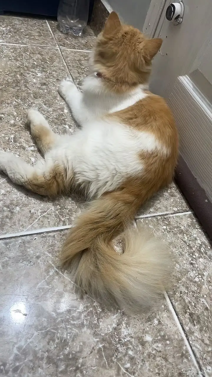 Beautiful, fluffy and well-maintained Persian cat available for sale. — photo 5