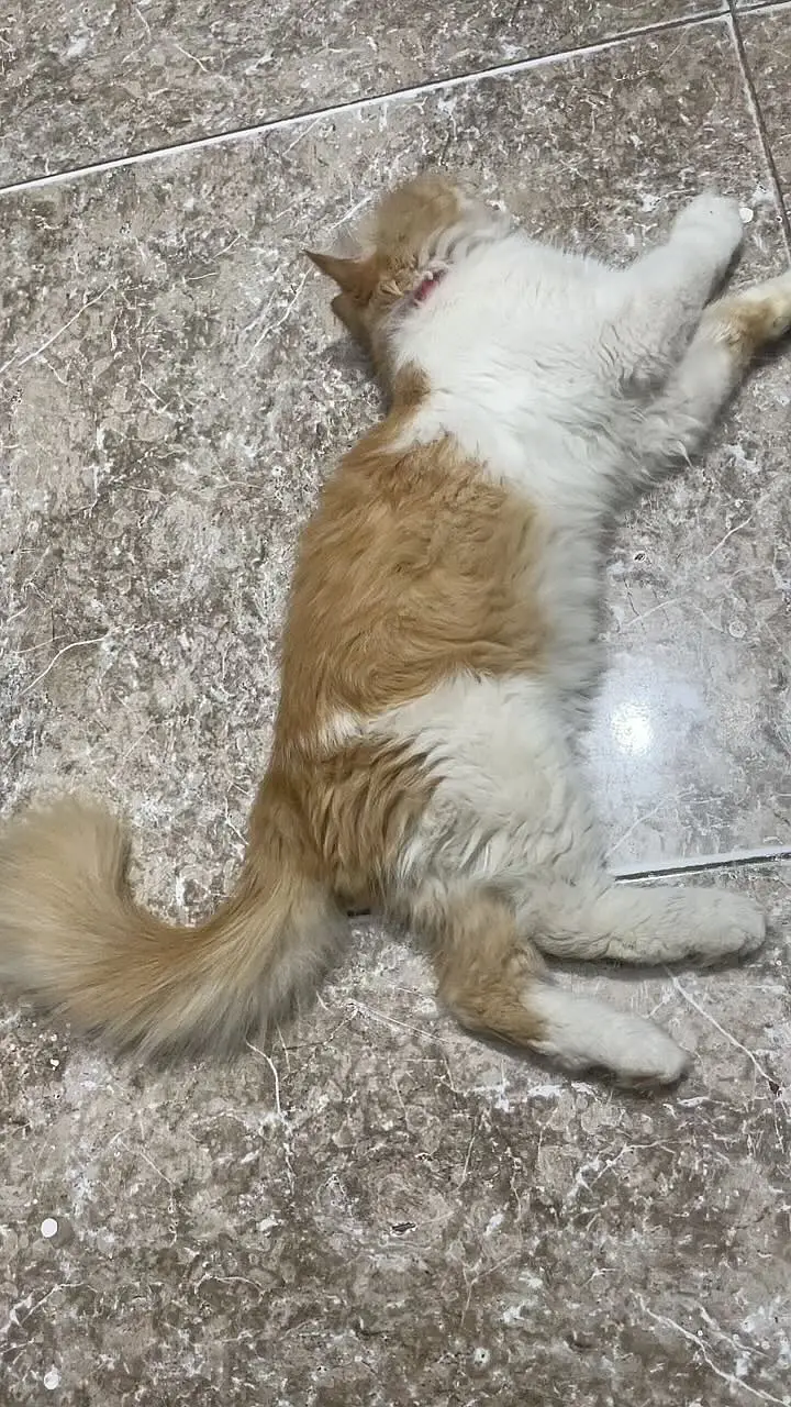 Beautiful, fluffy and well-maintained Persian cat available for sale. — photo 6