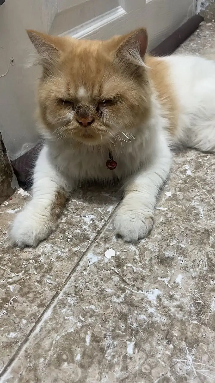 Beautiful, fluffy and well-maintained Persian cat available for sale. — photo 7