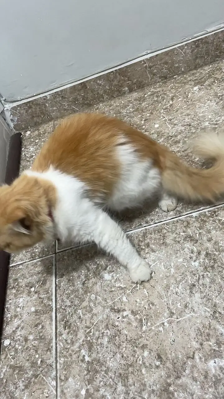 Beautiful, fluffy and well-maintained Persian cat available for sale. — photo 9