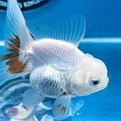 Good quality orenda goldfish in stock ,. . . . .