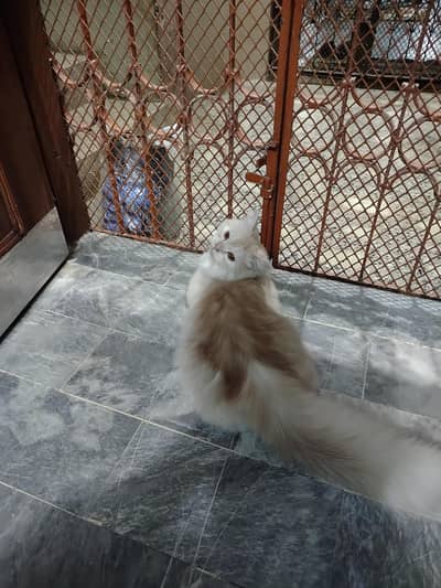 Persian Cat Female Age 10 Months