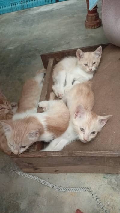 Cat pair for sale