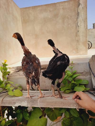 aseel  chickes  for  sale