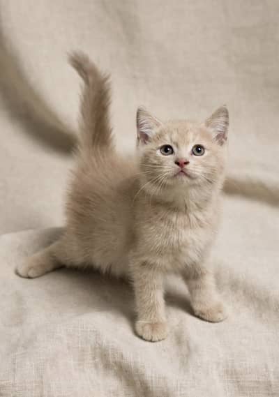 British Shorthair Male