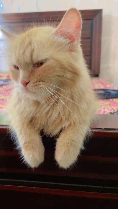 Persian Cat Brown Colour Double coated.