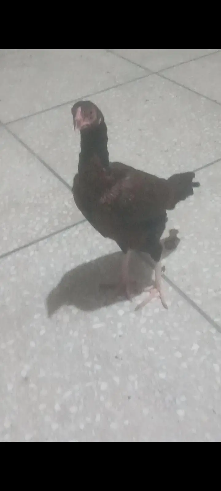 high quality aseel chicks  . asel pathy. hen con 0/3/1/3/5/4/1/5/6/7/6 — photo 3