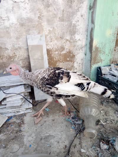 Turkey bird