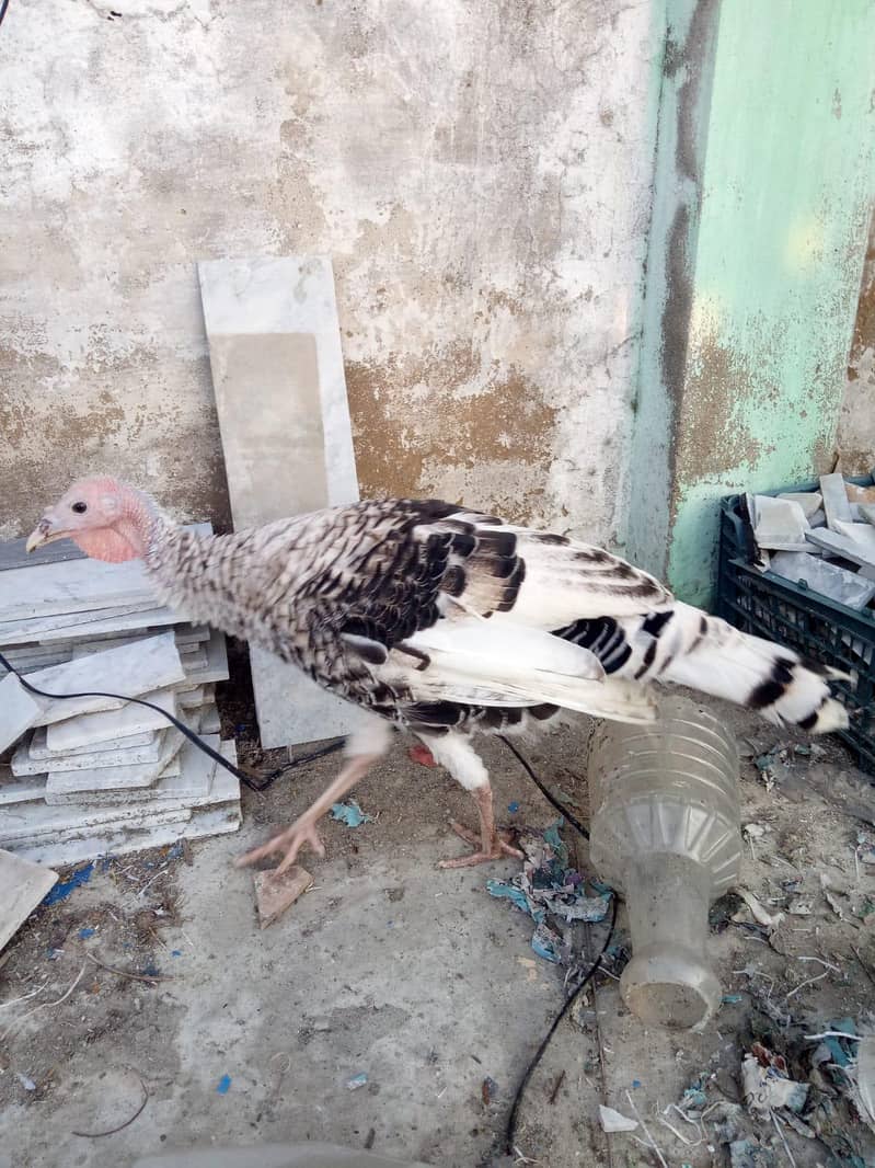 Turkey bird 0