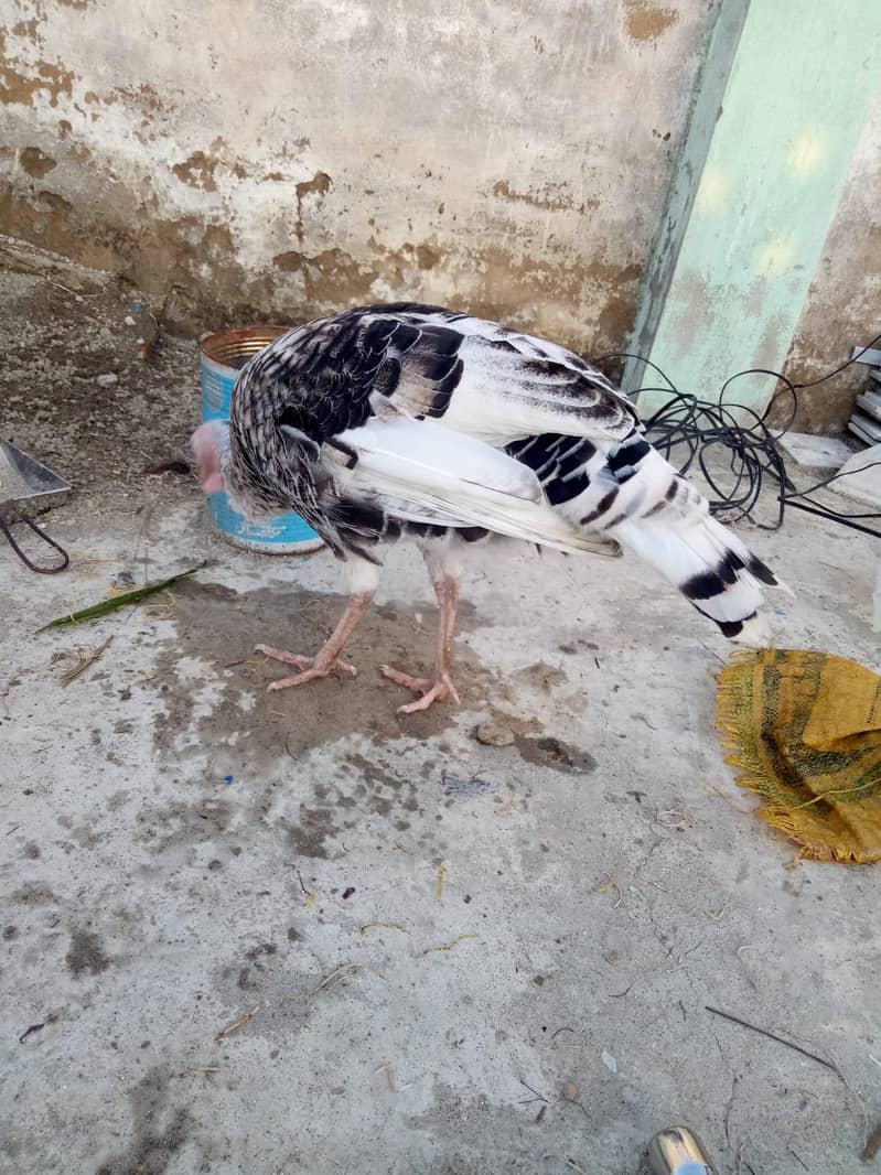 Turkey bird 1