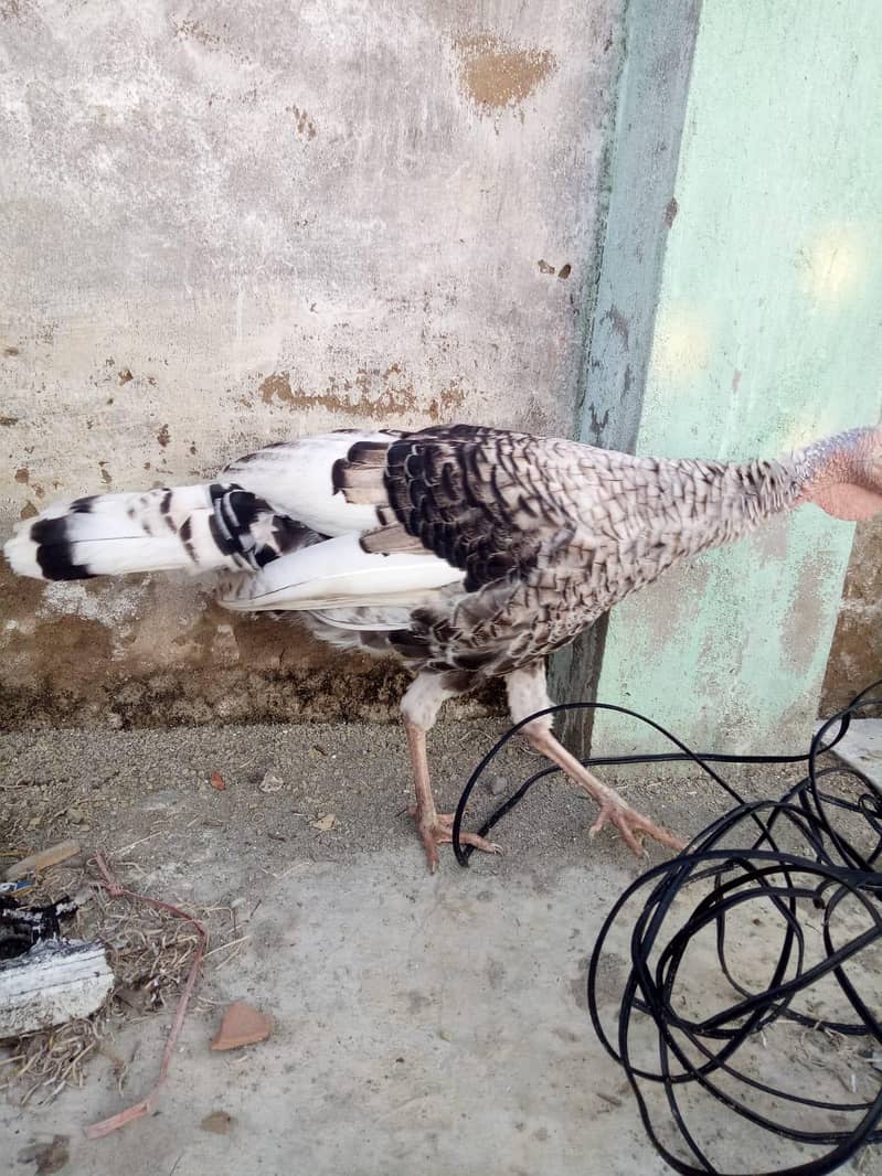 Turkey bird 2