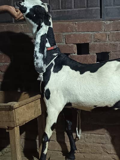 Beetal 3.5 pregnant