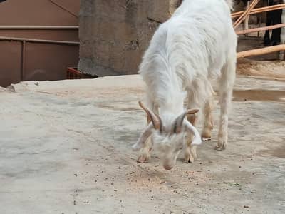kashmiri pair for sale