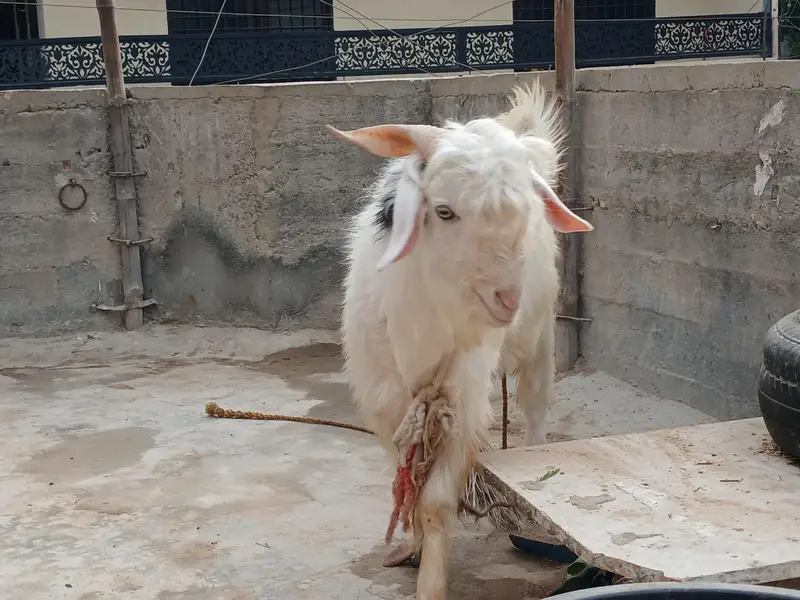 kashmiri pair for sale — photo 2