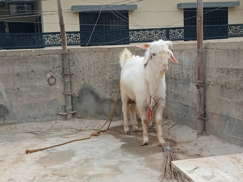 kashmiri pair for sale — photo 4