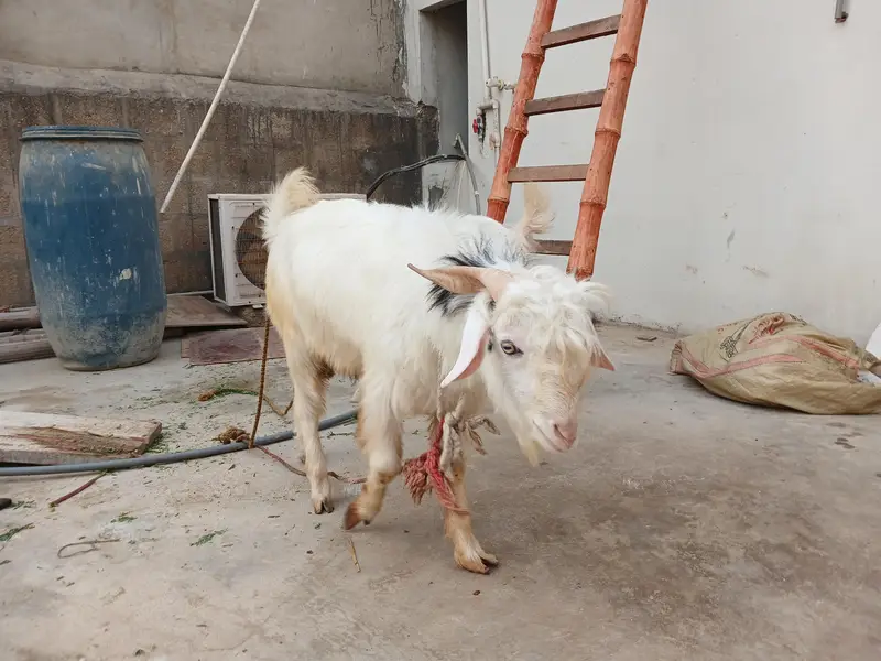 kashmiri pair for sale — photo 5