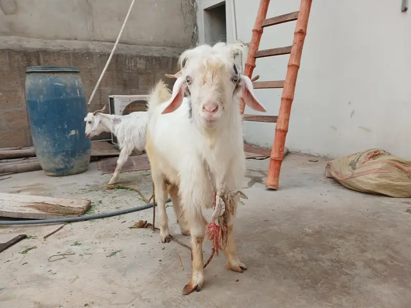 kashmiri pair for sale — photo 6