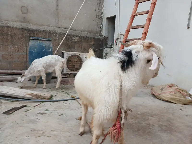 kashmiri pair for sale — photo 7