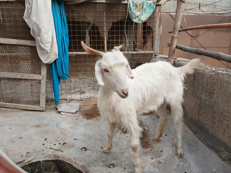 kashmiri pair for sale — photo 9