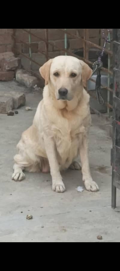 British Labrador female for sale high quality female0/3/1/4/4/5/888/38
