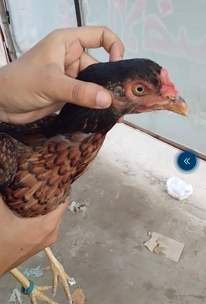 aseel madi 1