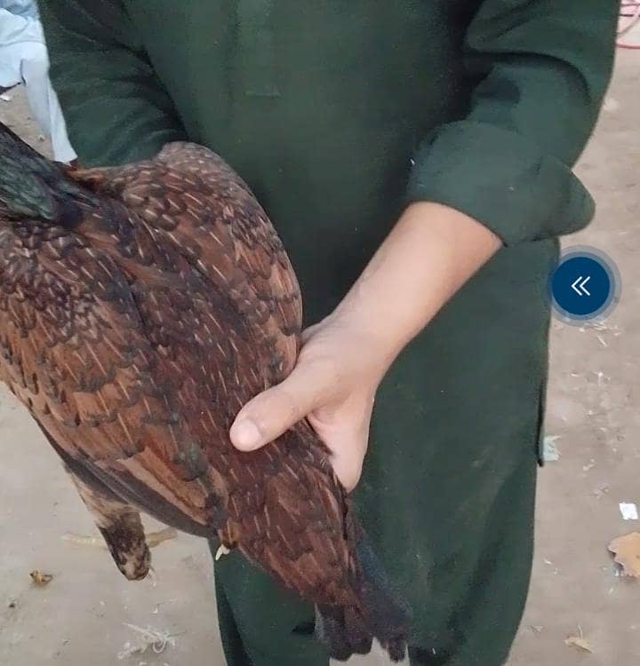 aseel madi 2