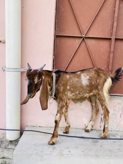 Goats
