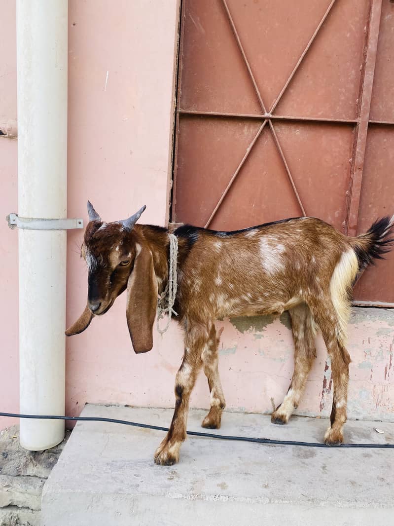 Goats 0