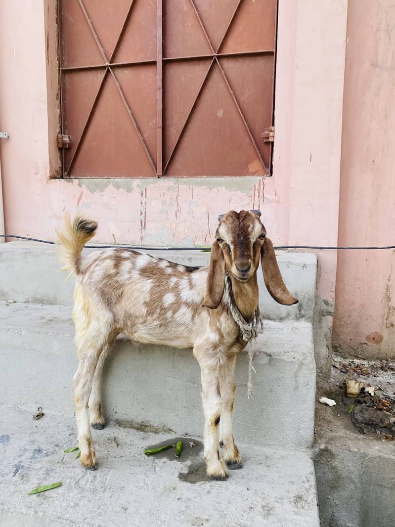 Goats 1